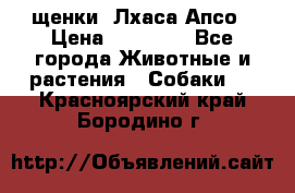 щенки  Лхаса Апсо › Цена ­ 20 000 - Все города Животные и растения » Собаки   . Красноярский край,Бородино г.